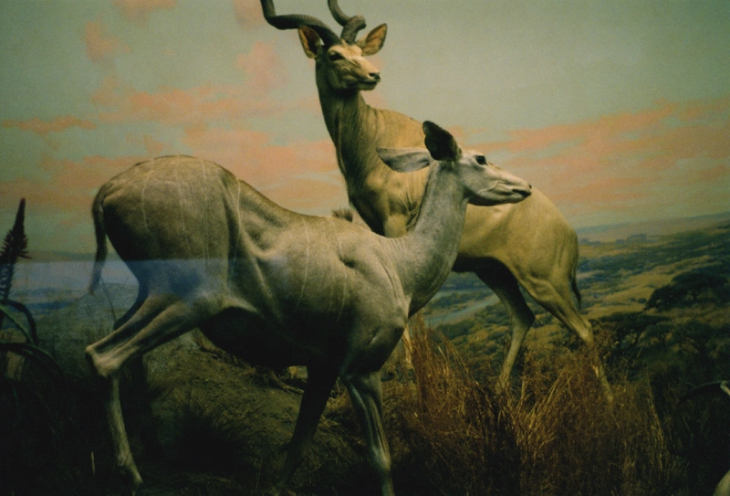 Debbie Carlos, Human Nature