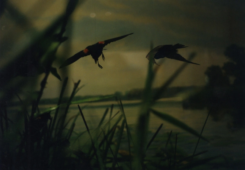 Debbie Carlos, Human Nature