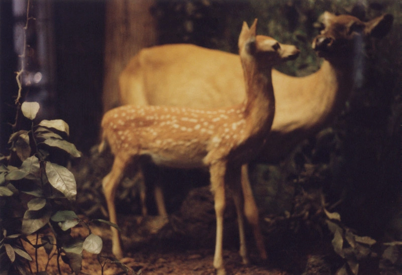 Debbie Carlos, Human Nature