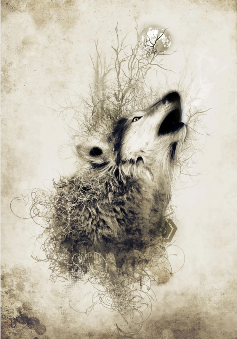 Nastplas, Akar Wolf