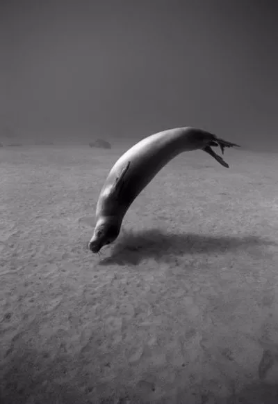 Wayne Levin, Playful Monk Seal