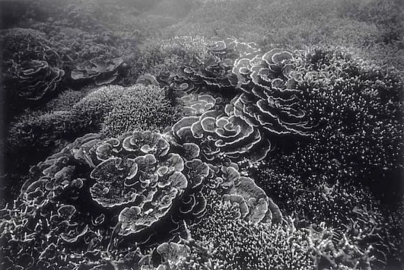 Wayne Levin, Sea Scape