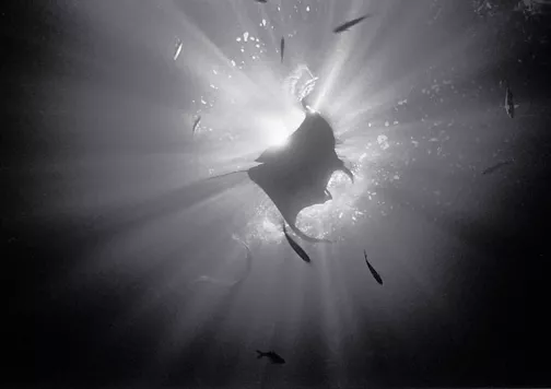 Wayne Levin, Spirits Of The Night