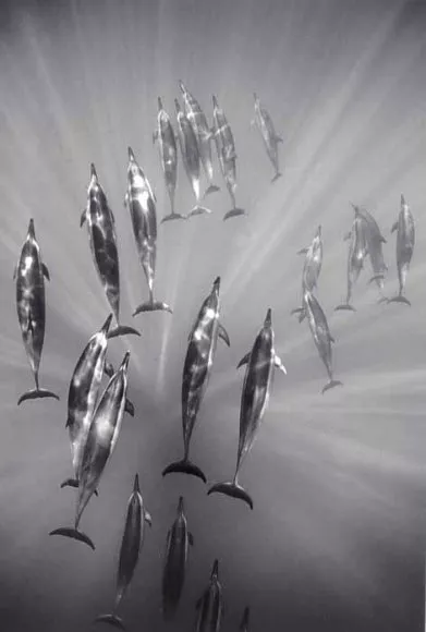 Wayne Levin, Surfacing Spinner Dolphins